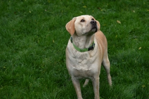 Mischlingsrüde Nacho sucht sein Zuhause Bild 7