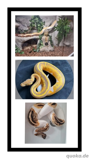    Königspython-Gruppe abzugeben   mehrere seltene Morphs (Bestandsauflösung)