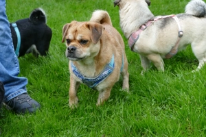 Dackelmix "Michel" sucht ein Zuhause Bild 5