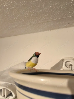 Gouldmadiene zu verkaufen 