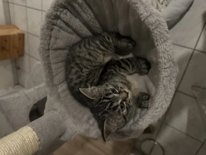 Katzen Baby zu verkaufen vom 31,08,25