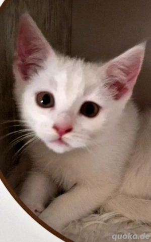 Maine Coon Mix Mädchen