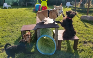 Hundetagesstätte Hundebetreuung für kleine Hunde hat freien Platz!