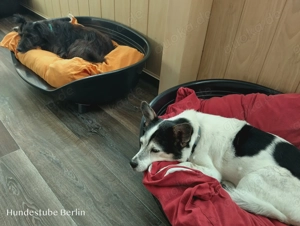 Hundetagesstätte Hundebetreuung für kleine Hunde hat freien Platz! Bild 2