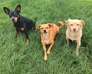 Hundetagesstätte Hundebetreuung für kleine Hunde hat freien Platz! Bild 4