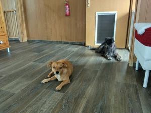 Hundetagesstätte Hundebetreuung für kleine Hunde hat freien Platz! Bild 5