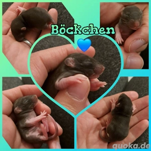 Ratten Farbratten Babys super verschmust und kinderlieb 