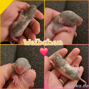 Farbratten Babys Ratten Babys total verkuschelt und kinderlieb 