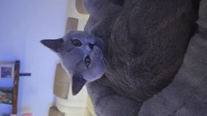 Bkh kater zu verkaufen 