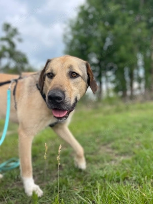 großer Kuschel-Mix Max sucht liebevolles Zuhause