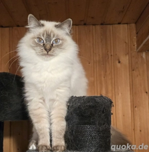 Liebevolle, sanfte Katzendame sucht ruhiges Zuhause mit viel Verständnis 