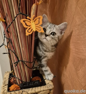 Britisch-Kurzhaar Katzenbaby