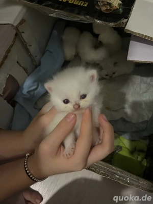 Kitten Britisch zu verkaufen