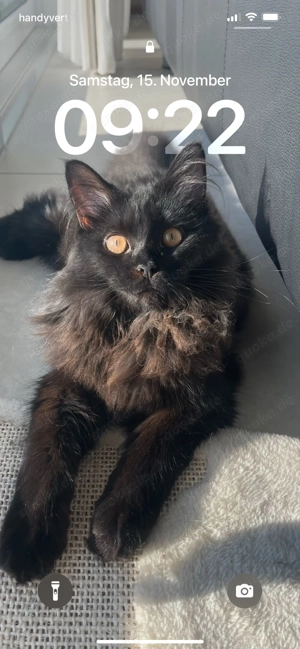 Maine-Coon-Mix Kitten erwartet   Warteliste ab sofort offen