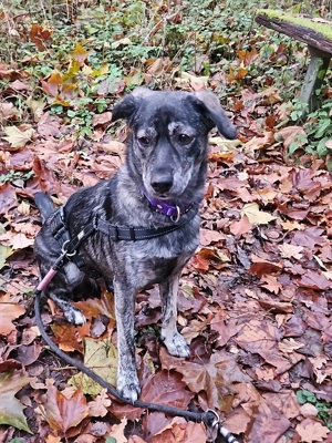 Ponyo sucht dringend ein neues Zuhause