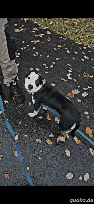 Uwe sucht sein zuhause  