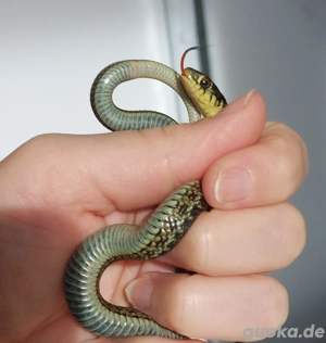 1.2 Thamnophis eques scotti 