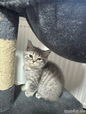 Tabby Baby-Kätzchen