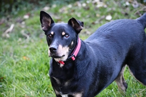 Mischlingsrüde Pedro sucht sein Zuhause