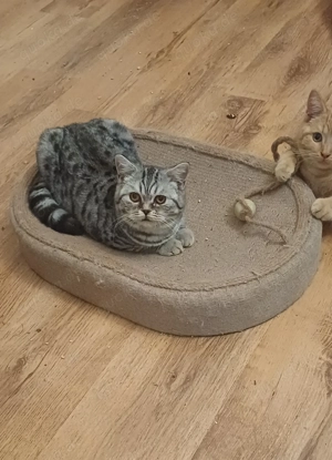 BKH-kater in black- silver-tabby-spotted 6 Mon. alt