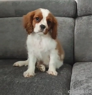 King Charles Spaniel