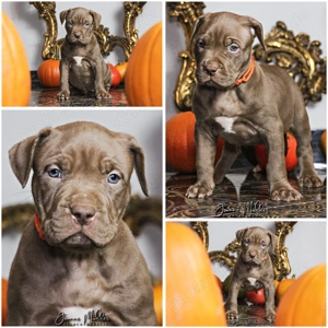 American Bully XL Welpen abgabebereit 