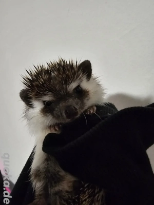 Weißbauchigel 1 Jahr alt