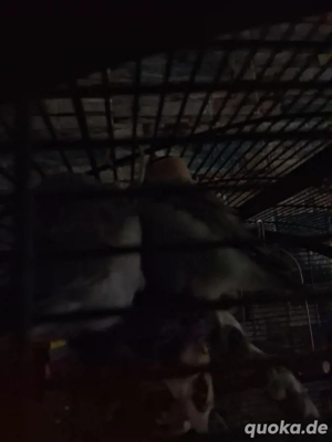 blaugenick-sperlingspapagei 