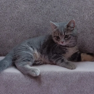 Wunderschöne BKH Dame such liebevolles Zuhause