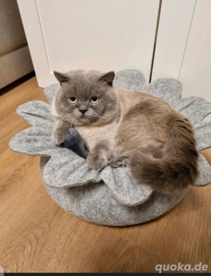 BKH kater blue point