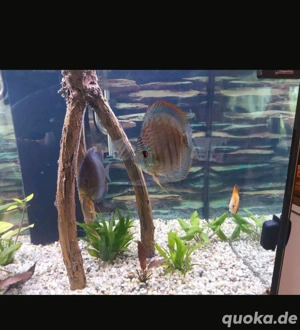 Aquarium mit Diskuspärchen abzugeben  Bild 3