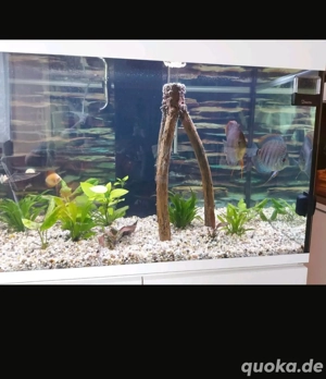 Aquarium mit Diskuspärchen abzugeben  Bild 2