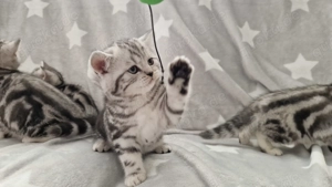 Bkh kitten whiskas abgabebereit 