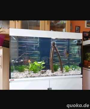 Aquarium mit Diskuspärchen abzugeben  Bild 4