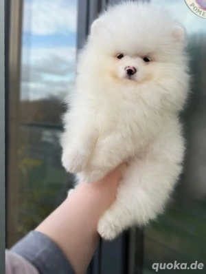 Wunderschöne reinrassige Zwergspitz-Pomeranian welpen