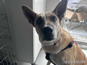 Luna sucht ihr zuhause 