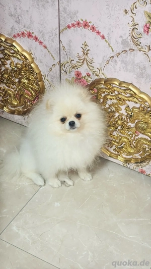 pomeranian zwergspitz