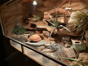 Terrarium + komplett Zubehör VB