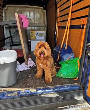 Melina sucht neuen Besitzer