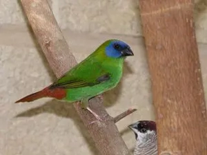 Suche Dreifarbige Papageiamadinenhennen, Dreifarbige Papageiamadine