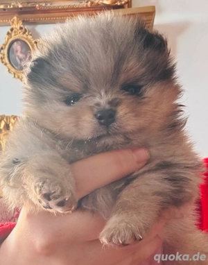 pomeranian zwergspitz Mini Boo merle Hündin