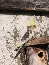 4 Nymphensittiche abzugeben 