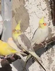8 Nymphensittiche abzugeben 