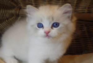 Ragdoll-Kätzchen "Nefertiti" (reinrassig)!  