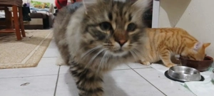 Hundelieber Langhaarmischling, Kater, 5.5 Mon