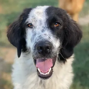 Yuni, geb. ca. 03 2023, lebt in GRIECHENLAND, im städt. Tierheim Serres