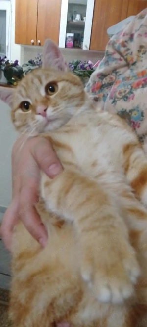 Hübscher Roter Jungkater, 5.5 Mon