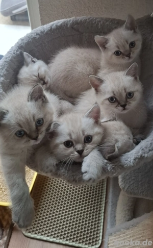 6 Süße BKH Britisch Kurzhaar Kitten 