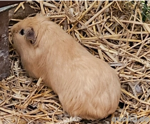 Süßes Meerschweinchen Weibchen 
