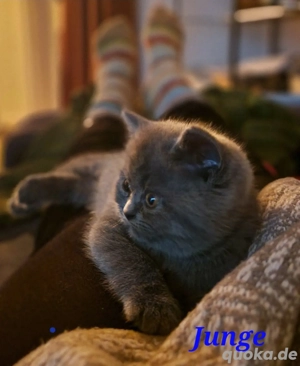 Traumhafte Britenbabys (BKH BLH) in Blue & Lilac suchen ihr Zuhause